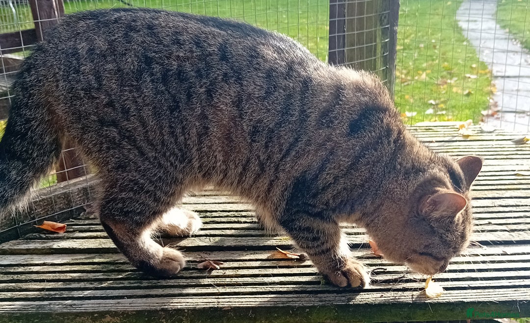 British Shorthair cats for sale: Lovely British short-hair girl  - Image 4