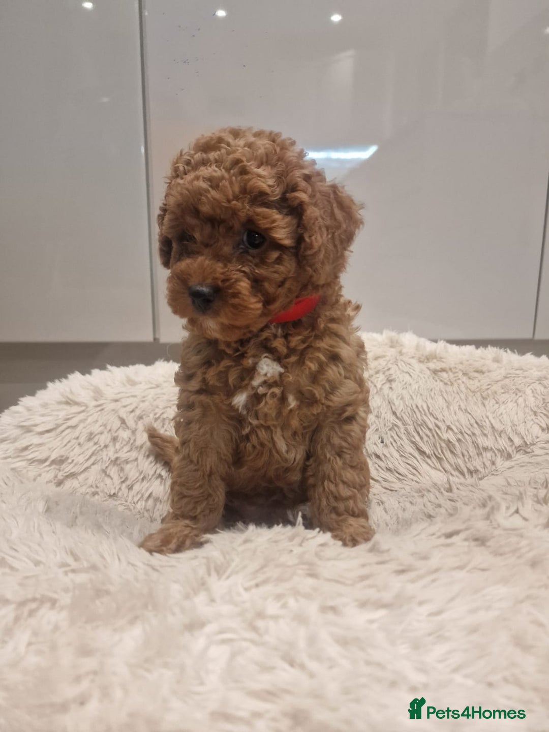 Cockapoo dogs for sale: 3 Gorgeous Apricot Cockapoo Puppies  - Advert 16