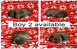 Mini Lop rabbits for sale: 4 baby mini lops ready to reserve! - Image 3