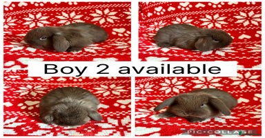 Mini Lop rabbits - Advert 15