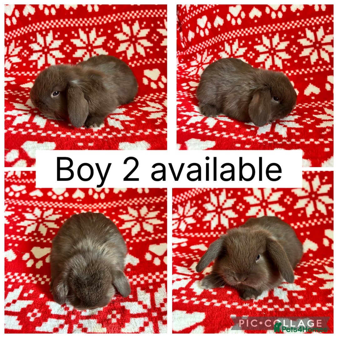 Mini Lop rabbits for sale: 4 baby mini lops ready to reserve! - Image 3