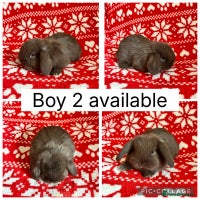 Mini Lop rabbits - Advert 5