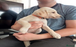 Labrador Retriever dogs for sale: KC Registered Labrador Retriever Puppies in Ross-on-Wye - Image 36