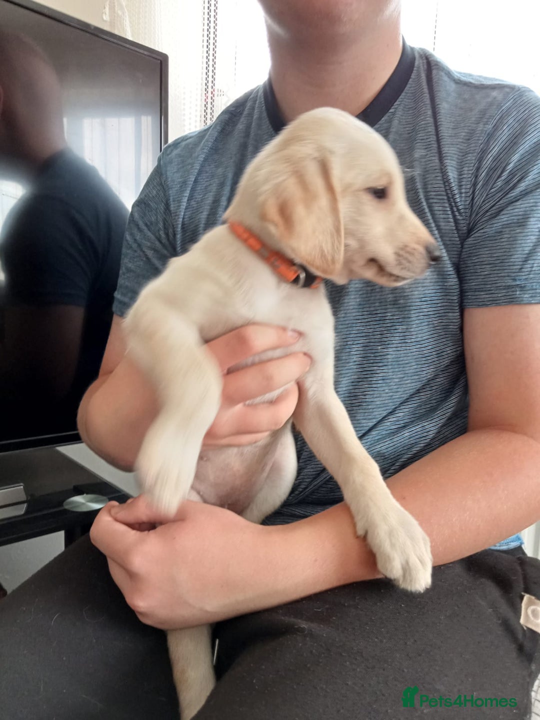 Labrador Retriever dogs for sale: KC Registered Labrador Retriever Puppies in Ross-on-Wye - Image 36