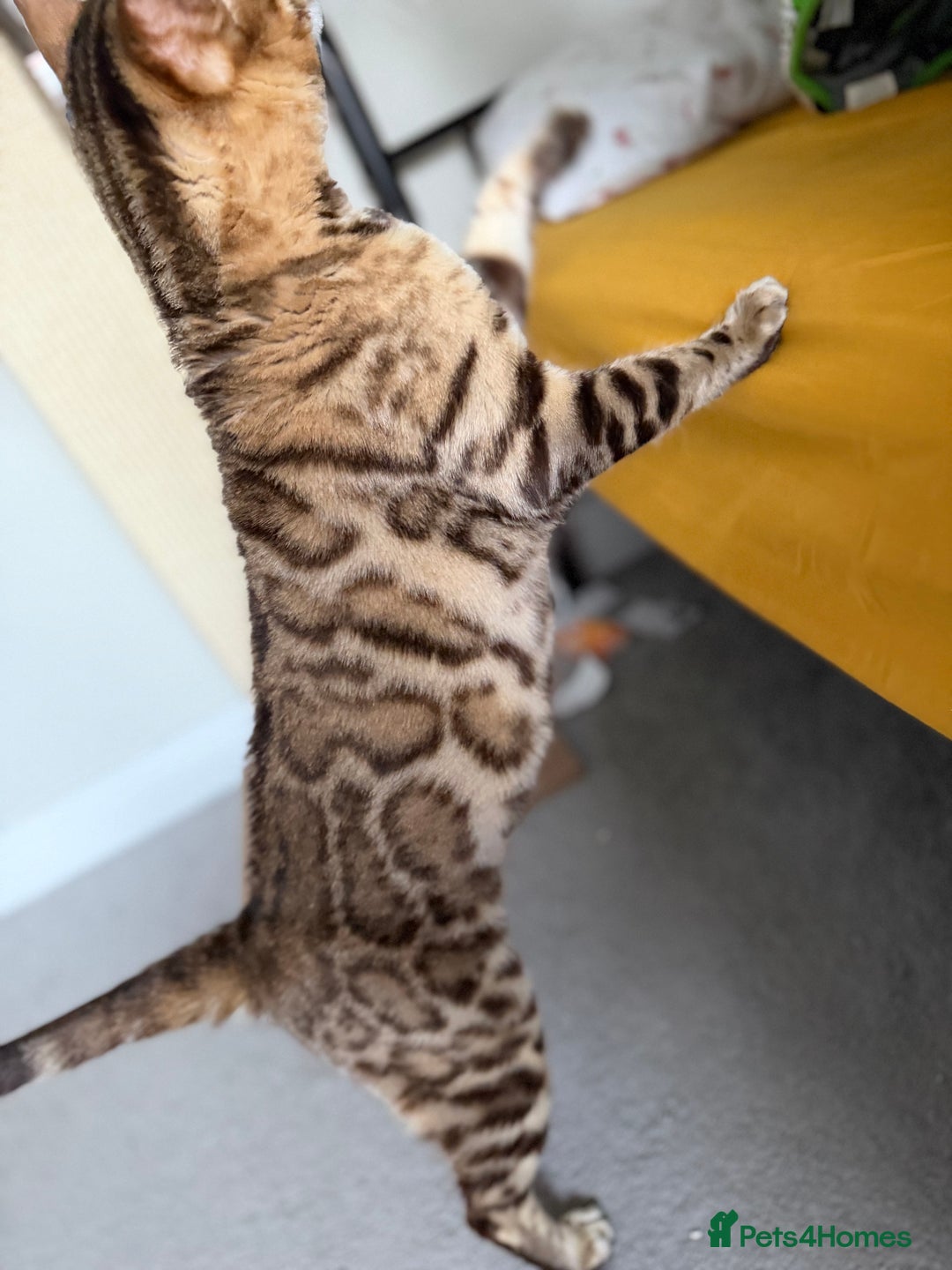 Bengal cats for sale: Exceptional Seal Sepia Bengal Queen  - Advert 6