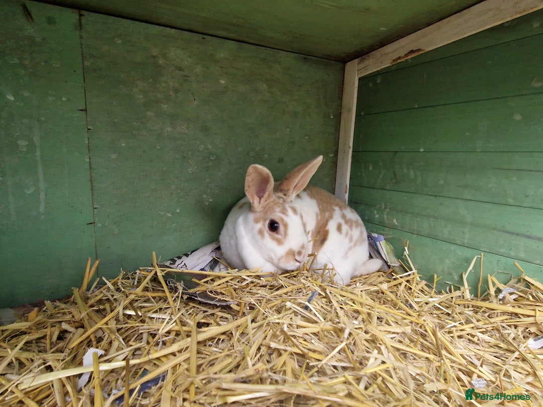 Rex rabbits for sale: Gorgeous breeding pair of mini rexes- £50 per pair - Image 7