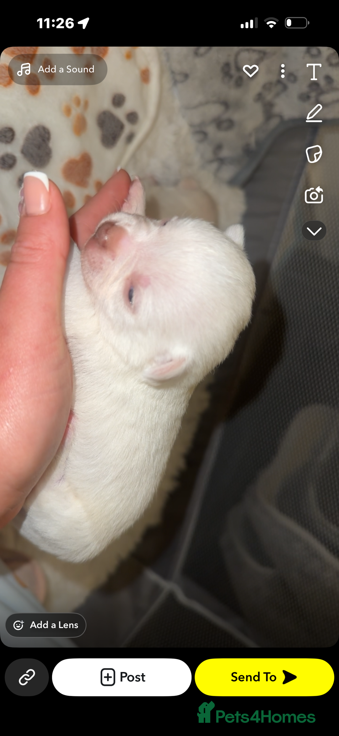 Chihuahua dogs for sale: Beautiful chihuahuas puppies for sale  - Advert 5