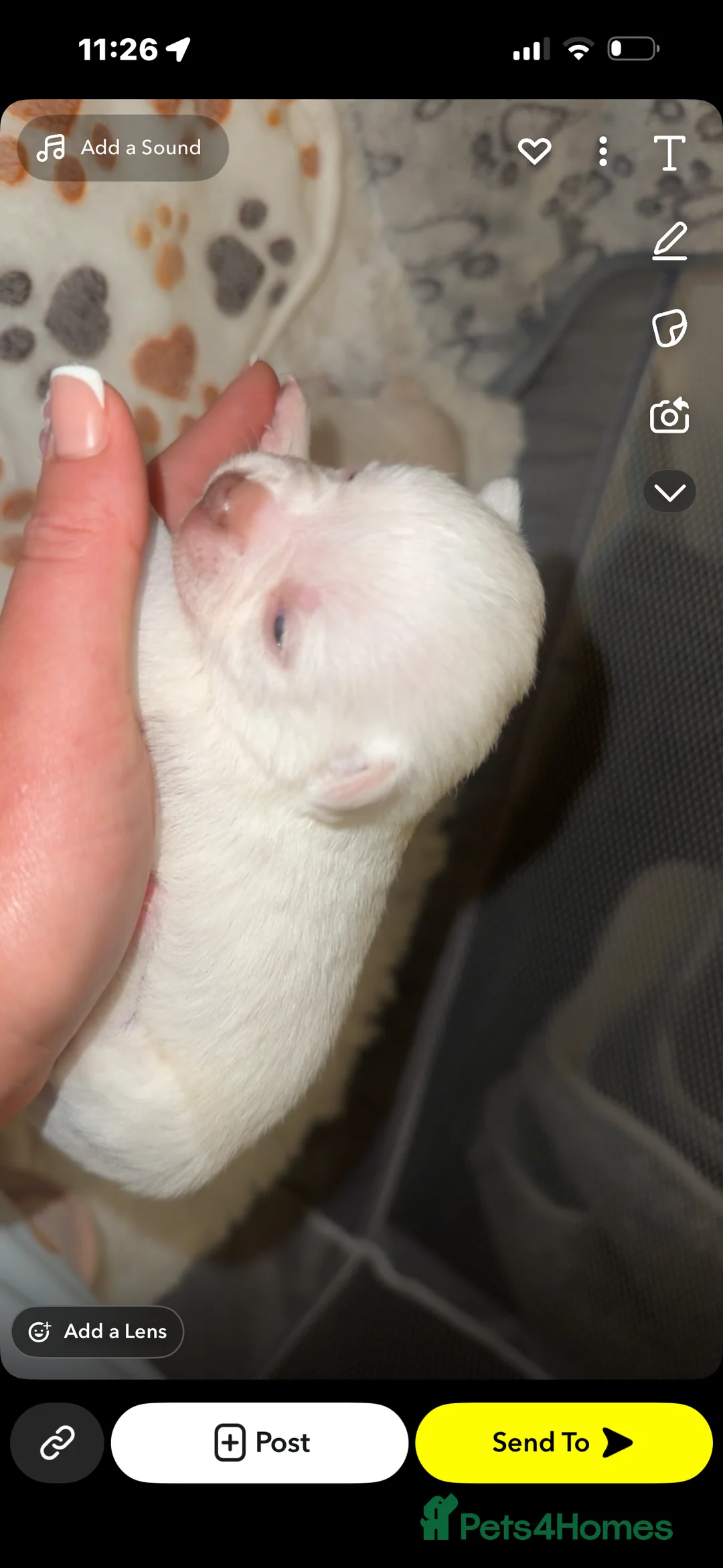 Chihuahua dogs for sale: Beautiful chihuahuas puppies for sale  - Advert 8