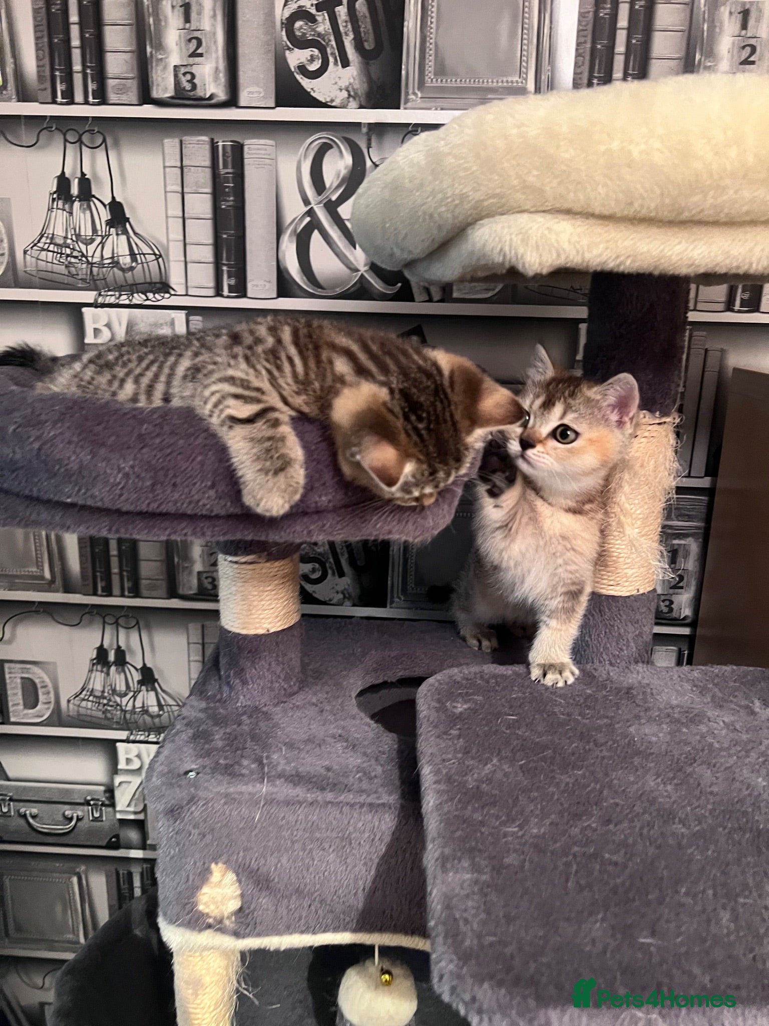 British Shorthair cats BS Kittens Available Fully TestedReady to Meet You - Advert 3