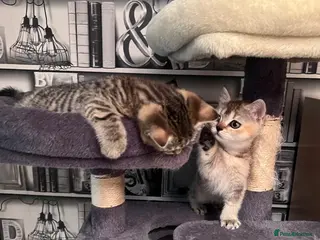 British Shorthair cats BS Kittens Available Fully TestedReady to Meet You - Advert 3