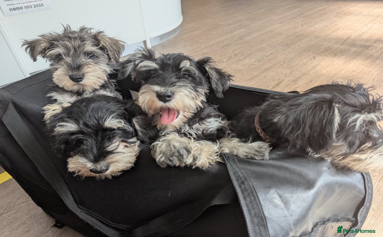 Miniature Schnauzer dogs - Advert 1