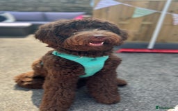 Labradoodle dogs for sale: Waiting List Now Open – Labradoodle Puppies! 🐾 - Image 6