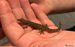 Gecko reptiles for sale: Mourning geckos for sale  - Image 1