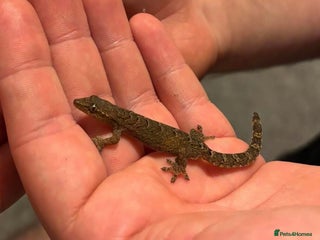 Gecko reptiles - Advert 10