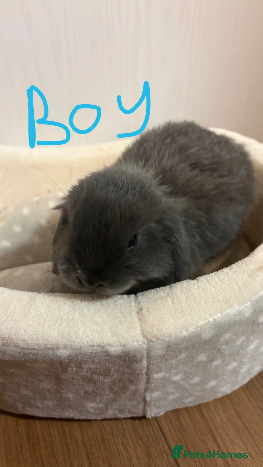 Mini Lop rabbits for sale: Mini lops  - Advert 8