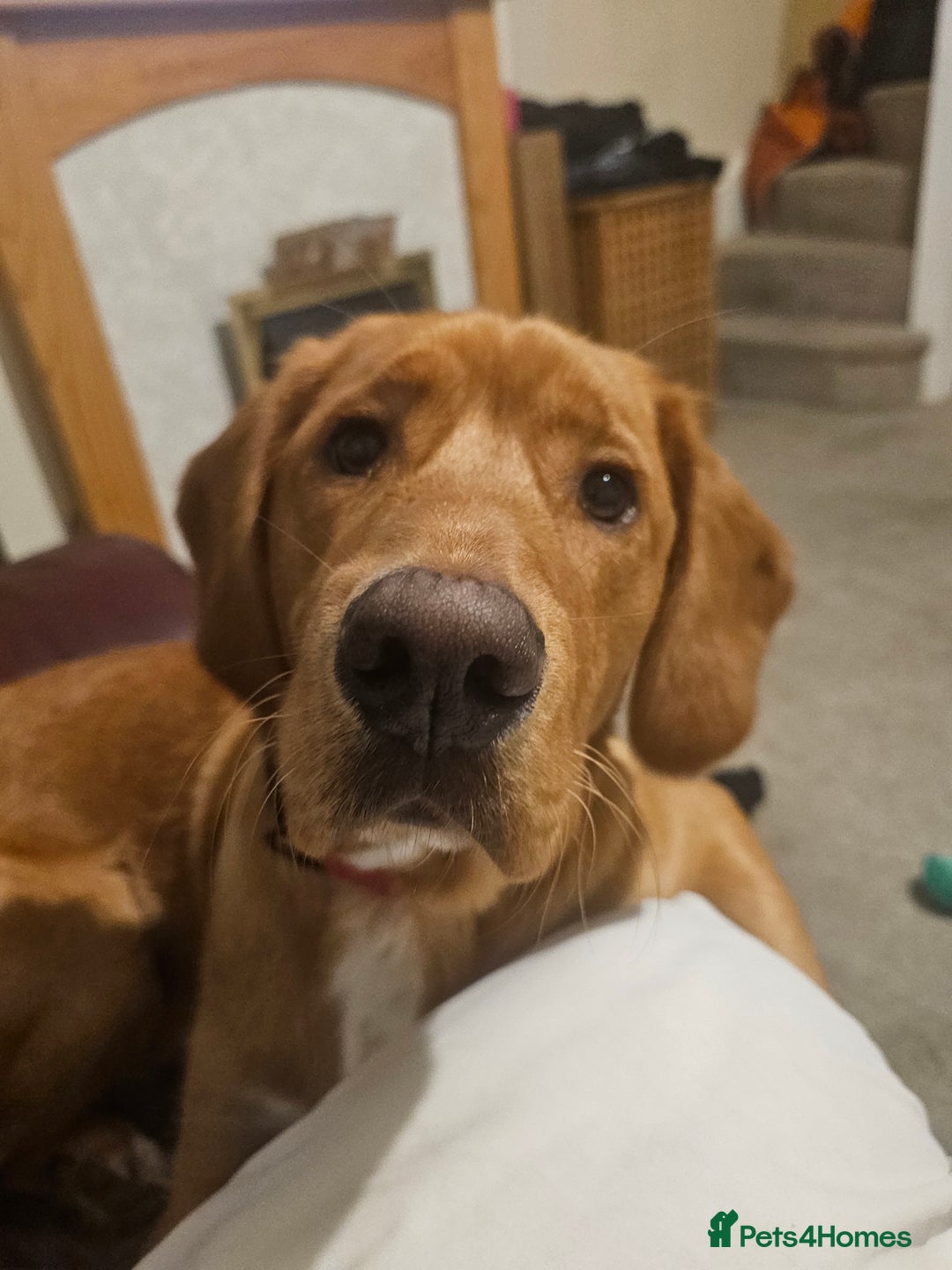 Labrador Retriever dogs for sale: Freddie the fox red lab  - Advert 8