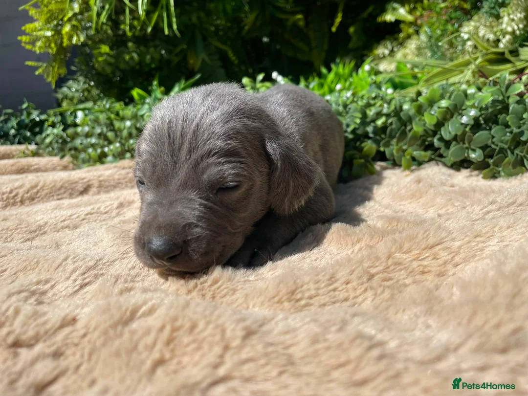 Weimaraner dogs for sale: ✨ KC Weimaraner Puppies — Champion Bloodlines ✨ - Advert 14