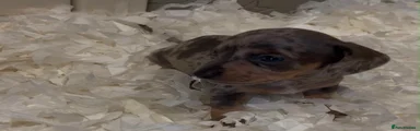 Dachshund 3
