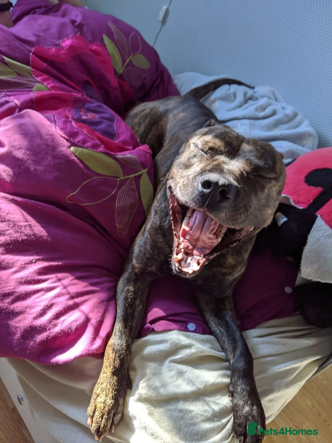 Staffordshire Bull Terrier dogs for stud: Beautiful Staffy Stud (Proven) - Advert 5