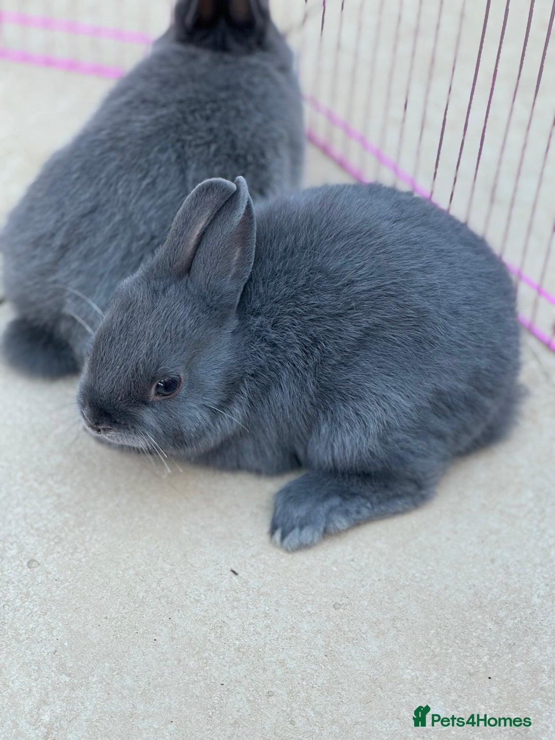 Netherland Dwarf rabbits for sale: Pure Bred Netherlands Dwarf Bunnies  - Image 8