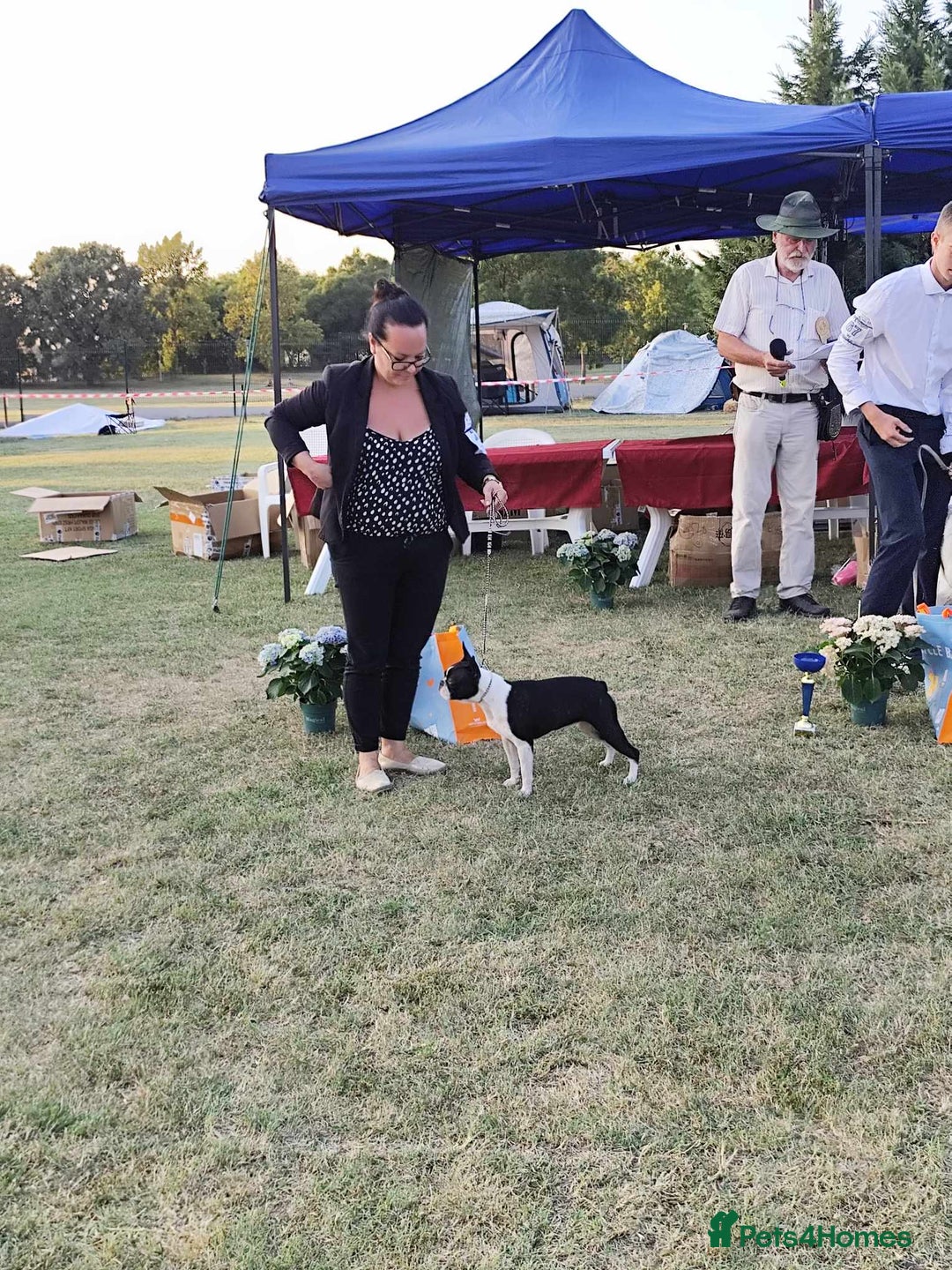 Boston Terrier dogs for sale: Boston terrier puppies - Advert 13