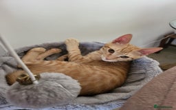 Mixed Breed cats for adoption: ARTHUR -6 M KITTEN CHEEKY MONKEY HIGH ENERGY  - Image 3