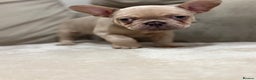 French Bulldog dogs for sale:  KC Registered French Bulldog Puppies - Advert 11