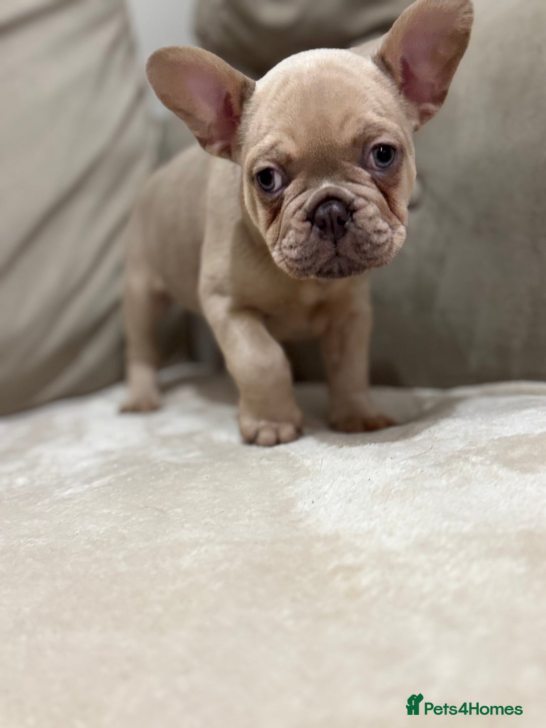 French Bulldog dogs for sale:  KC Registered French Bulldog Puppies - Advert 11