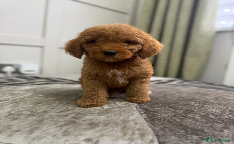 Australian Labradoodle dogs in Corby - Advert 2