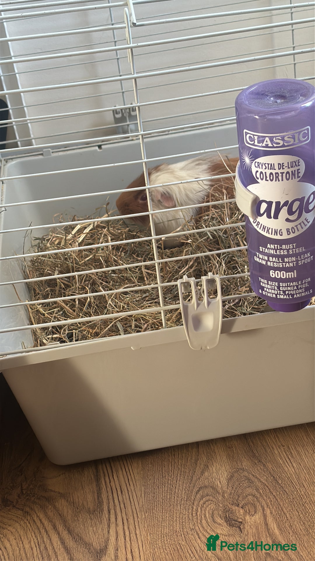 Guinea Pig rodents for sale: Guinea pigs - Advert 1
