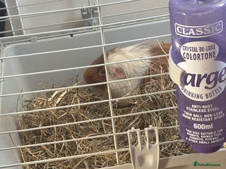 Guinea Pig rodents Guinea pigs - Advert 16