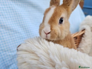 Mini Lop rabbits Red Rex x Mini Plush Lop - Advert 1