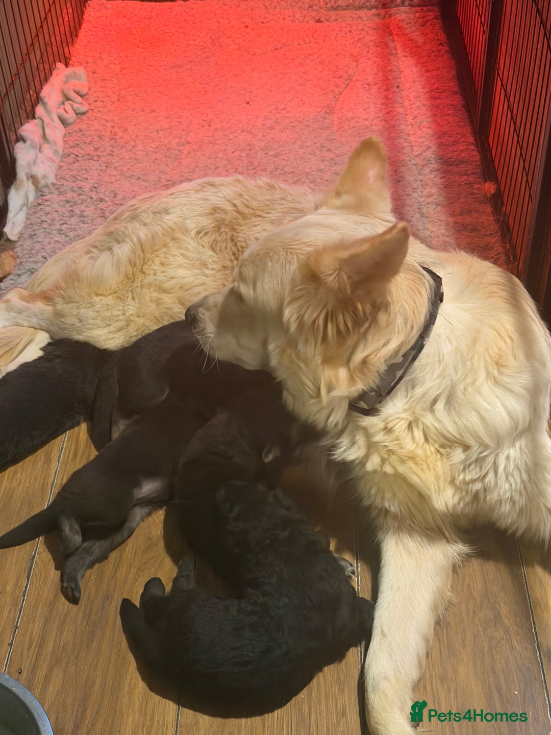 German Shepherd dogs for sale: Long Haired Health Tested German Shepherd Pups  - Advert 7