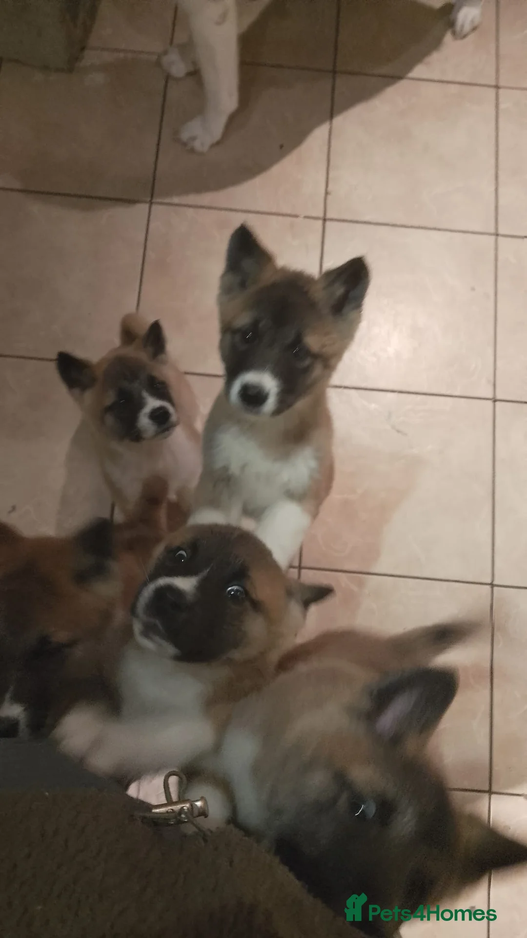 Akita dogs for sale: 12 week old Female Akita Pup for sale/Rehoming - Advert 8