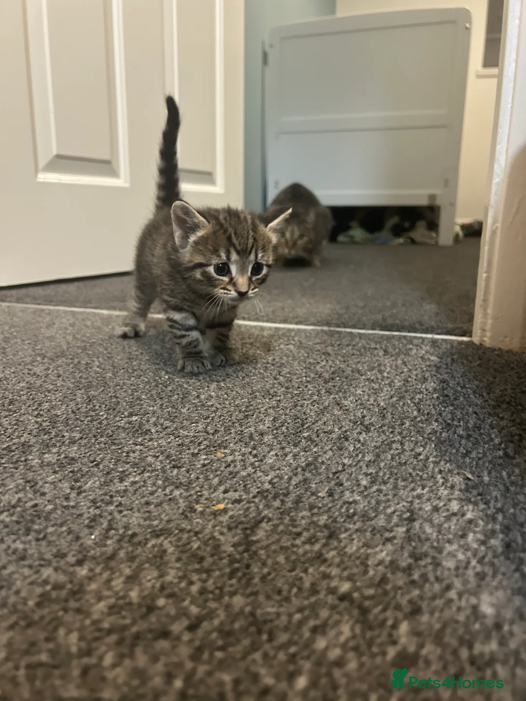 Mixed Breed cats for sale: Beautiful kittens  - Advert 12