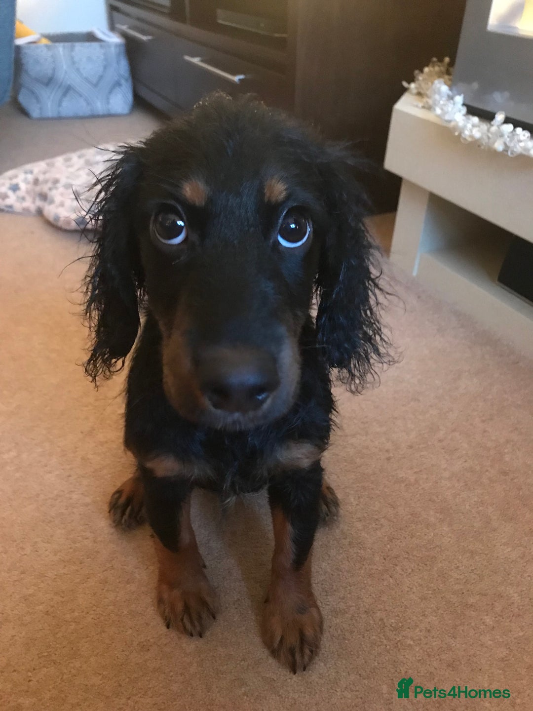 Cockapoo dogs for sale: Reggie Looking For A New Home  6 yr old Cockerpoo  - Image 21