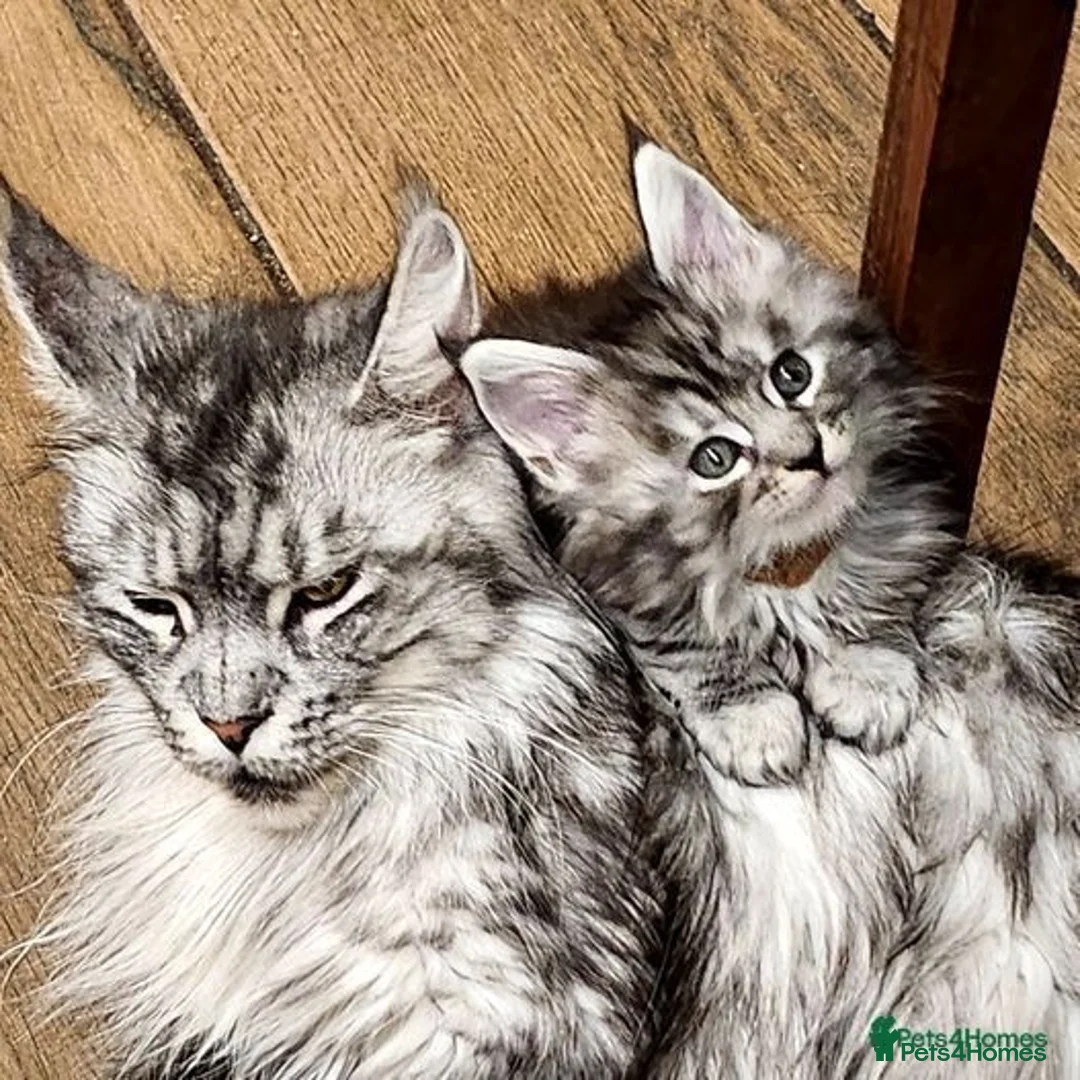 Maine Coon cats for sale: 🐾 Majestic Maine Coon Kittens – Ready Now 🐾 - Image 5