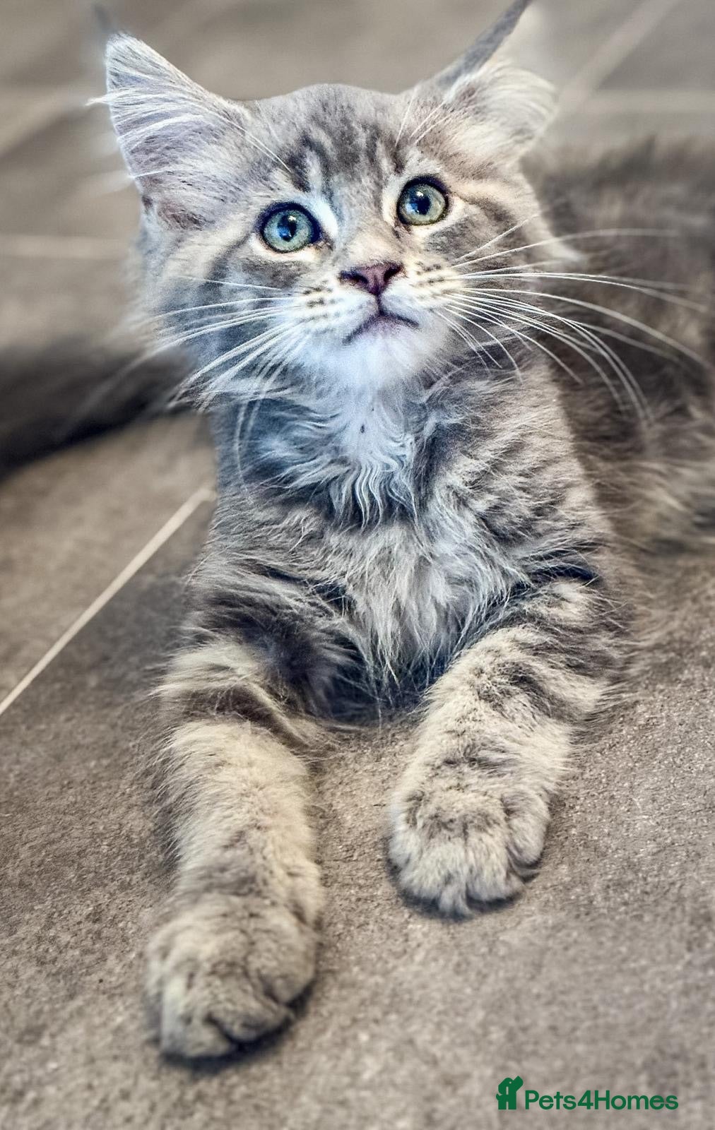 Maine Coon cats REDUCED  MAINECOON KITTENS READY NOW 1 boy 1 girl  - Advert 7