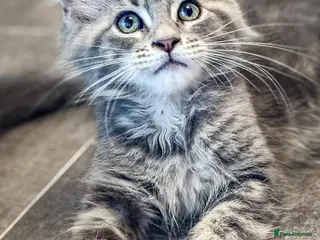 Maine Coon cats REDUCED MAINECOON KITTENS READY NOW 1 boy 1 girl - Advert 7