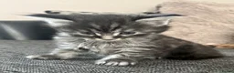 Maine Coon cats for sale:  Cross maine coon kittens - Advert 3