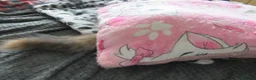 Persian cats for sale: Adorable Persian female kitten Ready now - Advert 11