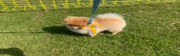 Pomeranian dogs for stud: EXCEPTIONAL KC REGISTERED POMERANIAN STUD – KENZO in East Grinstead - Advert 7