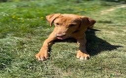 Labrador Retriever dogs for sale: Beautiful fox red girl looking for her forever hom - Image 2