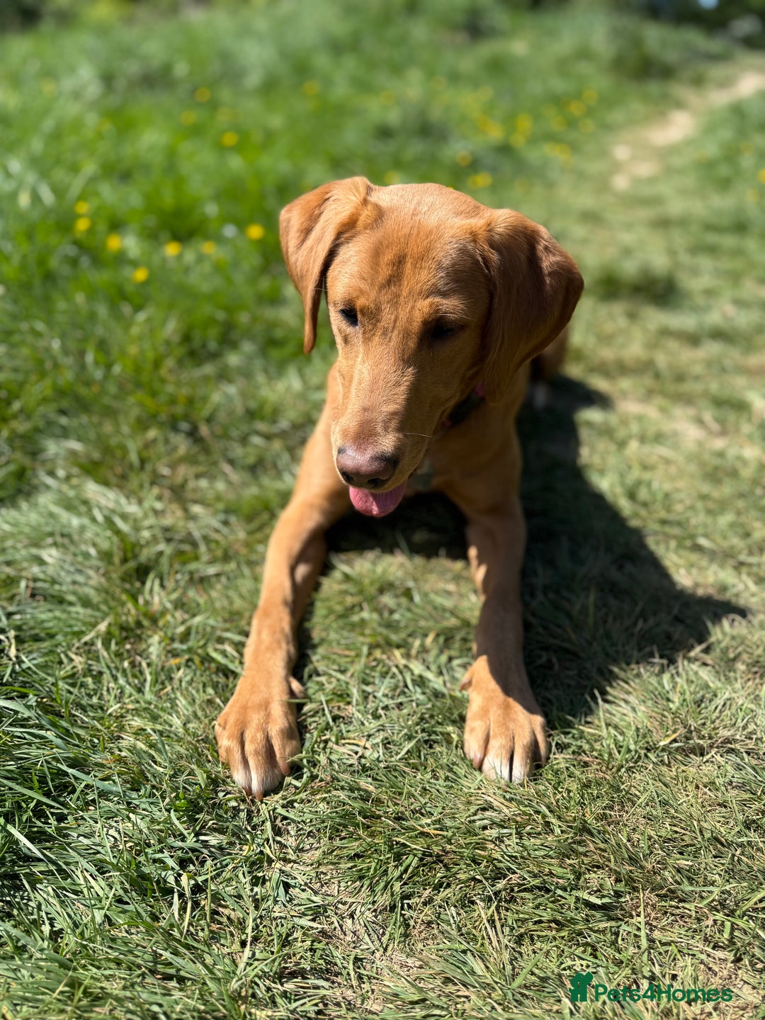 Labrador Retriever dogs for sale: Beautiful fox red girl looking for her forever hom - Image 2