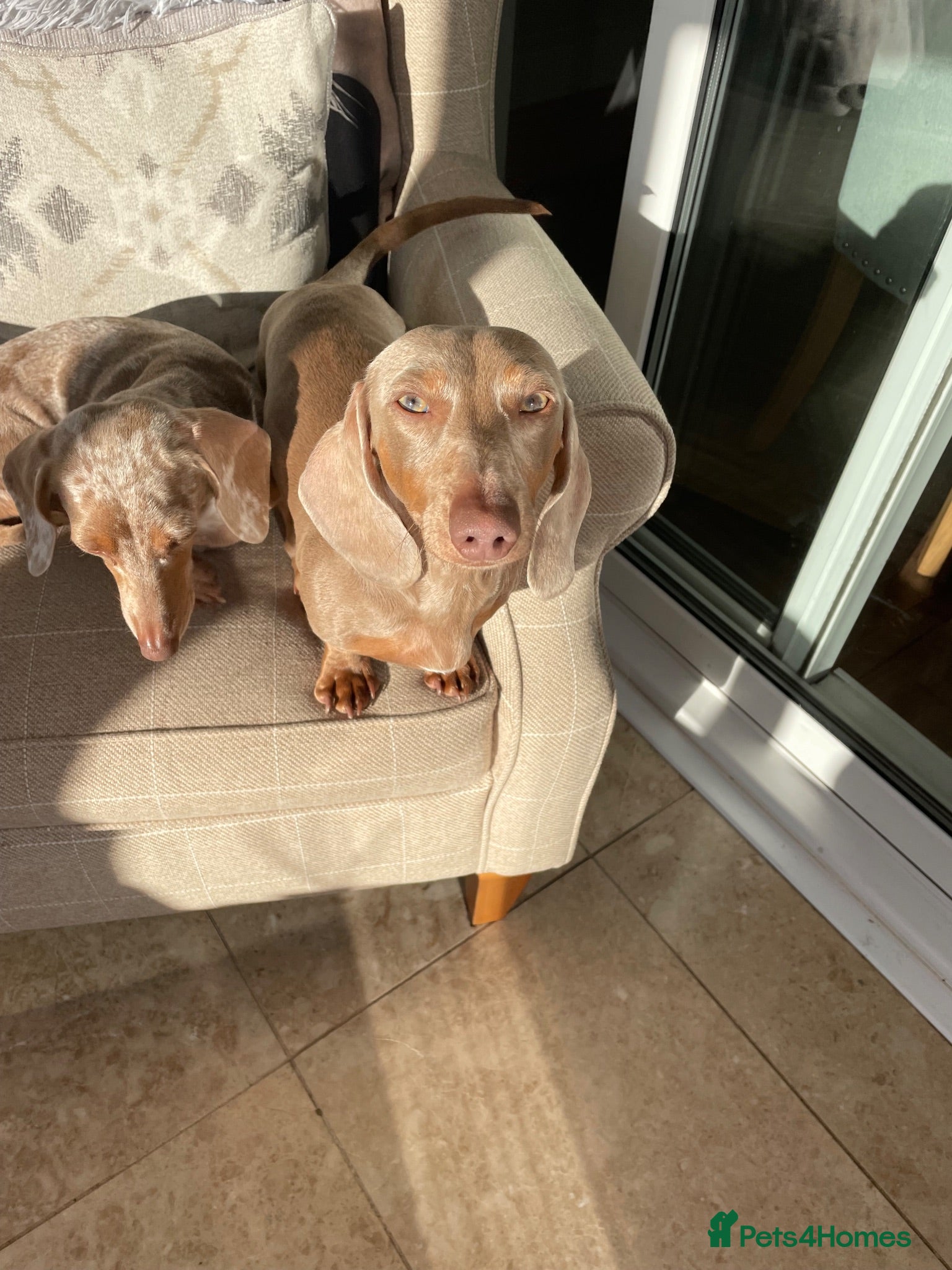 Miniature Dachshund dogs Isabella Tan KC Registered Stud  - Advert 3