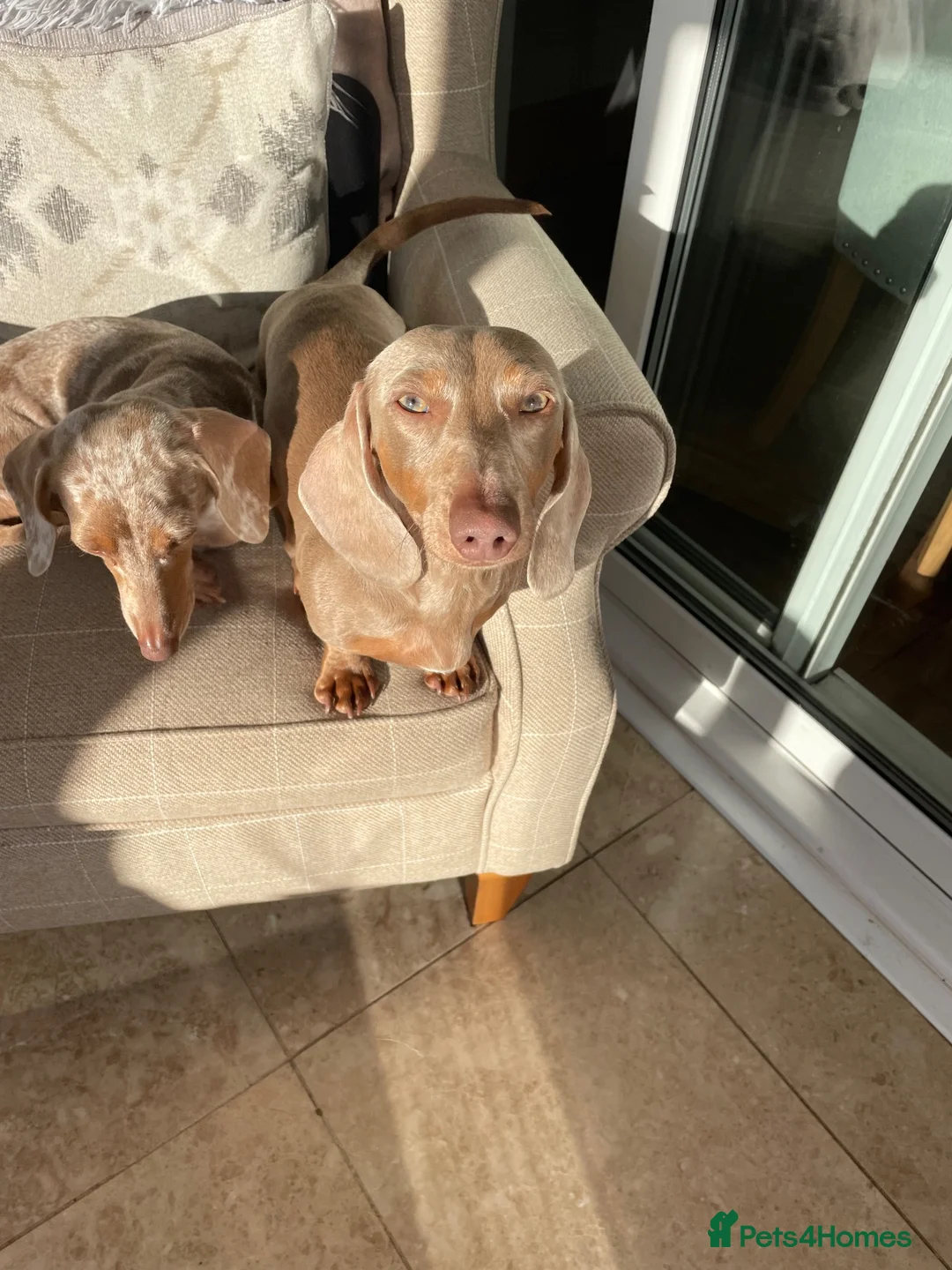 Miniature Dachshund dogs for stud: Isabella Tan KC Registered Stud  - Advert 1