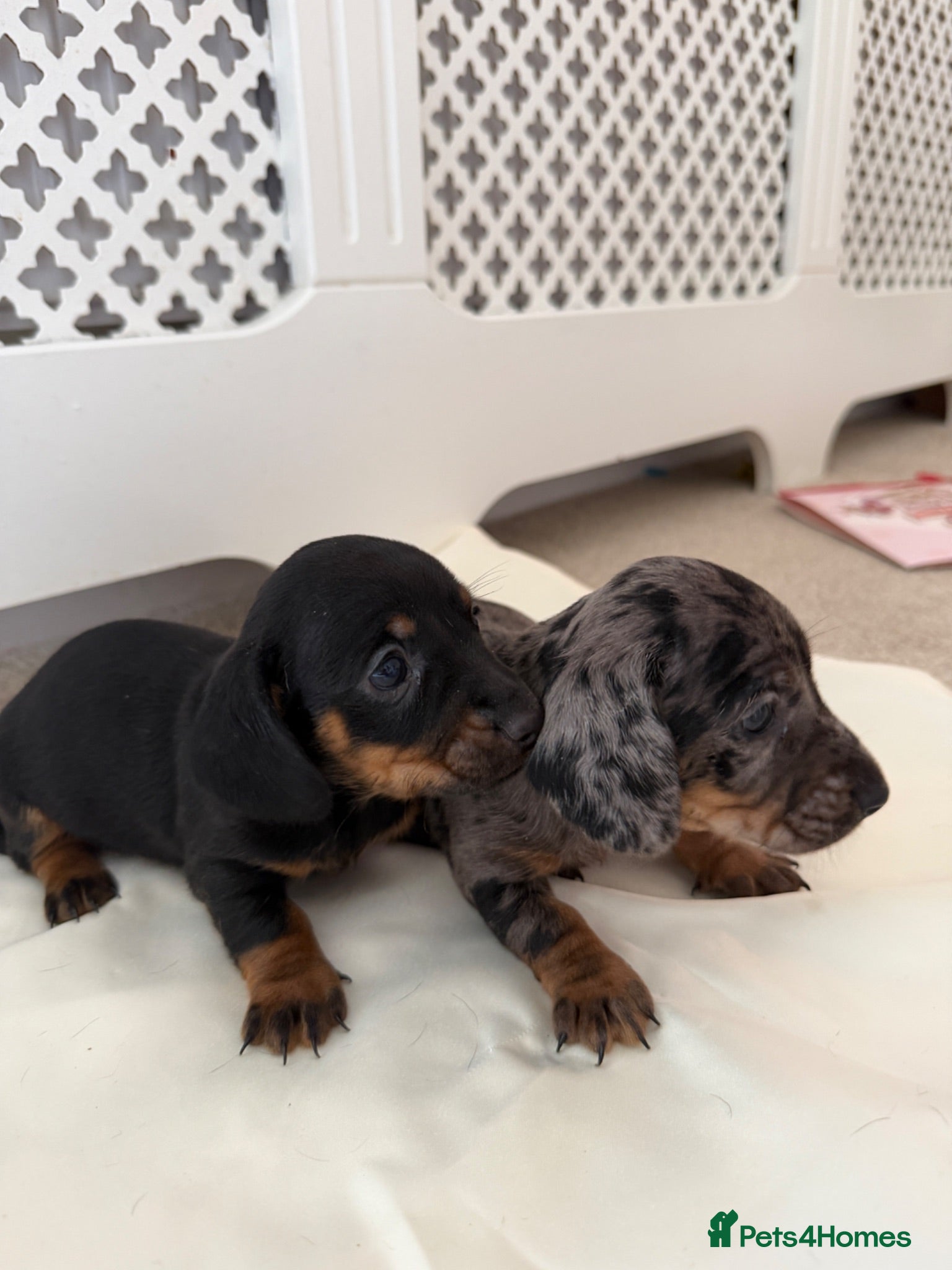 Miniature Dachshund dogs 3 beautiful minis!  - Advert 20