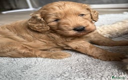 Cockapoo dogs for sale: F1B Cockapoo - Image 1