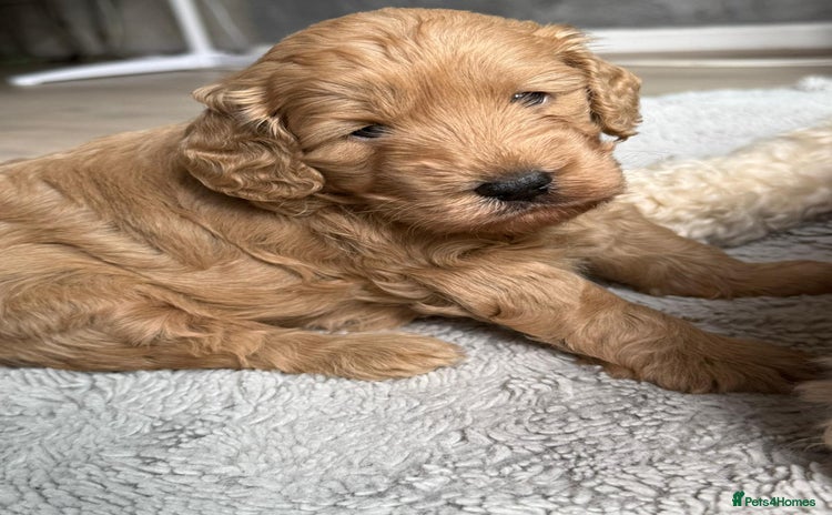 Cockapoo dogs - Advert 6
