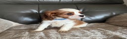 Cavalier King Charles Spaniel dogs for sale: Stunning cavalier King Charles puppies home bred - Advert 6